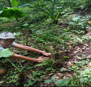 Penyerahan Bibit Jaga 1
