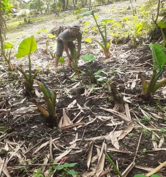 Penyerahan Bibit Jaga 1