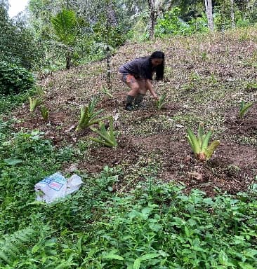 Penyerahan Bibit Jaga 1