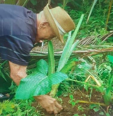 Penyerahan Bibit Jaga 1