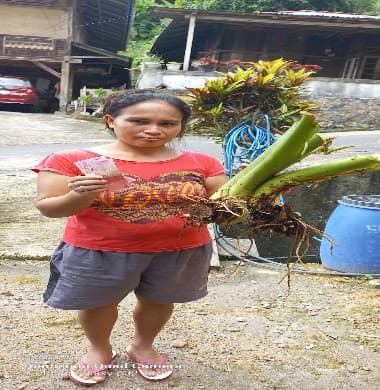 Penyerahan Bibit Jaga 2