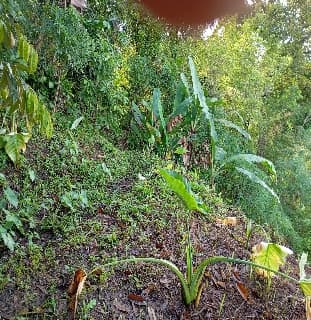 Penyerahan Bibit Jaga 2