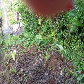 Penyerahan Bibit Jaga 2