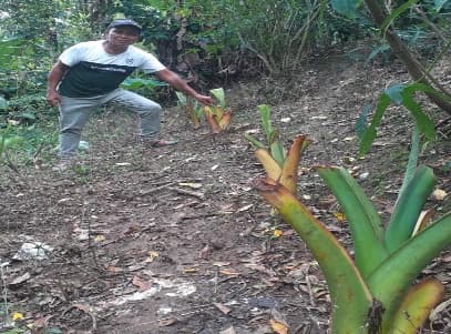 Penyerahan Bibit Jaga 2