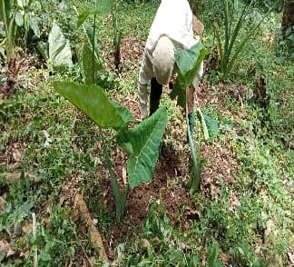 Penyerahan Bibit Jaga 2