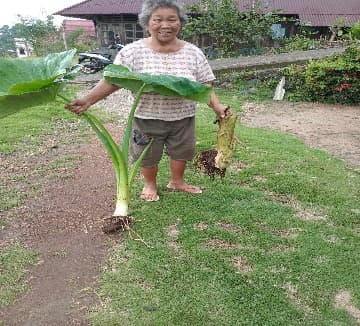 Penyerahan Bibit Jaga 3