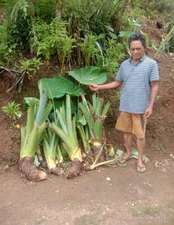 Penyerahan Bibit Jaga 4